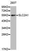 Solute Carrier Family 2 Member 1 antibody, abx123413, Abbexa, Western Blot image 