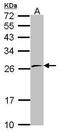 RNA Polymerase II Subunit E antibody, GTX114648, GeneTex, Western Blot image 