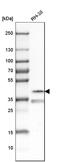 Paired Like Homeodomain 3 antibody, HPA044639, Atlas Antibodies, Western Blot image 