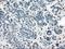 Isocitrate Dehydrogenase (NADP(+)) 1, Cytosolic antibody, NBP1-47804, Novus Biologicals, Immunohistochemistry frozen image 