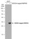 RNA Binding Protein, MRNA Processing Factor antibody, NBP2-20112, Novus Biologicals, Western Blot image 