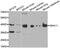 G Protein Subunit Alpha 11 antibody, MBS126475, MyBioSource, Western Blot image 