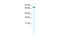 EBF Family Member 4 antibody, 28-685, ProSci, Western Blot image 