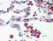 Interferon Regulatory Factor 7 antibody, 48-065, ProSci, Immunohistochemistry frozen image 