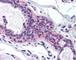 HAP1 antibody, 49-262, ProSci, Immunohistochemistry paraffin image 