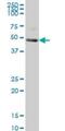 KH RNA Binding Domain Containing, Signal Transduction Associated 1 antibody, H00010657-M03, Novus Biologicals, Western Blot image 