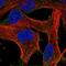 Heme Binding Protein 1 antibody, NBP2-57944, Novus Biologicals, Immunofluorescence image 