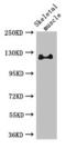 RB Transcriptional Corepressor Like 1 antibody, LS-C396595, Lifespan Biosciences, Western Blot image 
