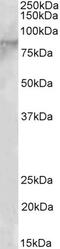 Enhancer Of Zeste 1 Polycomb Repressive Complex 2 Subunit antibody, 45-560, ProSci, Western Blot image 