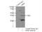 MAP3K12 Binding Inhibitory Protein 1 antibody, 66102-1-Ig, Proteintech Group, Immunoprecipitation image 