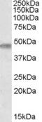 TOM1-like protein 1 antibody, LS-C61797, Lifespan Biosciences, Western Blot image 