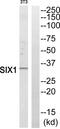 SIX Homeobox 1 antibody, PA5-39214, Invitrogen Antibodies, Western Blot image 