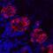 Intelectin 1 antibody, MAB8074, R&D Systems, Immunohistochemistry paraffin image 