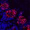 Intelectin 1 antibody, MAB8074, R&D Systems, Immunohistochemistry paraffin image 