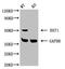 Histone Acetyltransferase 1 antibody, LS-C678181, Lifespan Biosciences, Western Blot image 