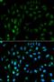 Tissue Factor Pathway Inhibitor antibody, orb48555, Biorbyt, Immunofluorescence image 