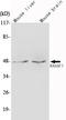 Ras Association Domain Family Member 1 antibody, M01104, Boster Biological Technology, Western Blot image 