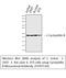 Peptidylprolyl Isomerase B antibody, STJ97530, St John