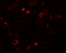 Translationally-controlled tumor protein antibody, 7193, ProSci Inc, Immunofluorescence image 