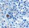 PARD6A antibody, GTX26022, GeneTex, Immunohistochemistry paraffin image 