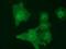 MOB Kinase Activator 3B antibody, NBP2-02843, Novus Biologicals, Immunofluorescence image 
