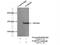 Poly(ADP-Ribose) Polymerase Family Member 10 antibody, 26072-1-AP, Proteintech Group, Immunoprecipitation image 