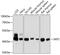 S-Phase Kinase Associated Protein 2 antibody, GTX66503, GeneTex, Western Blot image 