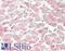 Angiopoietin Like 3 antibody, LS-C443682, Lifespan Biosciences, Immunohistochemistry paraffin image 