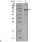 MutS Homolog 6 antibody, LS-C812477, Lifespan Biosciences, Western Blot image 