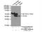 DnaJ Heat Shock Protein Family (Hsp40) Member B12 antibody, 16780-1-AP, Proteintech Group, Immunoprecipitation image 