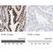 ETHE1 Persulfide Dioxygenase antibody, NBP1-81688, Novus Biologicals, Immunohistochemistry paraffin image 