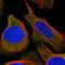 TBC1 Domain Family Member 2B antibody, HPA052663, Atlas Antibodies, Immunofluorescence image 