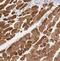 Myosin Heavy Chain 7 antibody, NBP2-52737, Novus Biologicals, Immunohistochemistry frozen image 