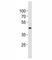 Transcription factor SOX-7 antibody, F53059-0.4ML, NSJ Bioreagents, Western Blot image 