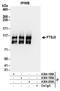 FtsJ RNA 2'-O-Methyltransferase 3 antibody, A304-199A, Bethyl Labs, Immunoprecipitation image 