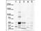 GLI Family Zinc Finger 3 antibody, PA1-29595, Invitrogen Antibodies, Western Blot image 