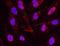 Tripartite Motif Containing 28 antibody, NB100-2350, Novus Biologicals, Proximity Ligation Assay image 