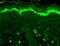 Gamma-Aminobutyric Acid Type A Receptor Beta1 Subunit antibody, MA5-27699, Invitrogen Antibodies, Immunohistochemistry paraffin image 