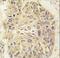 Phenylalanyl-TRNA Synthetase Subunit Alpha antibody, LS-C100189, Lifespan Biosciences, Immunohistochemistry paraffin image 