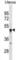 T Cell Immunoglobulin And Mucin Domain Containing 4 antibody, abx031021, Abbexa, Western Blot image 