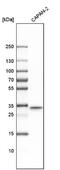 Thioredoxin Related Transmembrane Protein 1 antibody, NBP1-87306, Novus Biologicals, Western Blot image 