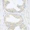 A3b antibody, LS-C349004, Lifespan Biosciences, Immunohistochemistry frozen image 