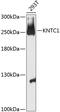 Kinetochore-associated protein 1 antibody, 14-774, ProSci, Western Blot image 