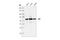 Telomeric Repeat Binding Factor 2 antibody, 2645S, Cell Signaling Technology, Western Blot image 
