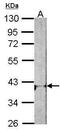 Adenosine A1 Receptor antibody, PA5-27075, Invitrogen Antibodies, Western Blot image 