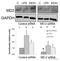 Lymphocyte Antigen 96 antibody, ab24182, Abcam, Western Blot image 