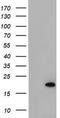 ADP Ribosylation Factor Like GTPase 2 Binding Protein antibody, LS-C175257, Lifespan Biosciences, Western Blot image 