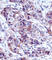 Lactalbumin Alpha antibody, abx028343, Abbexa, Western Blot image 