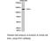 Interferon Induced With Helicase C Domain 1 antibody, LS-C193107, Lifespan Biosciences, Western Blot image 