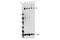 Replication Timing Regulatory Factor 1 antibody, 95558S, Cell Signaling Technology, Western Blot image 